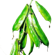 Bean Seeds - 10 Pcs image