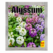 Beautiful Alyssum Flower Seeds (Intack Pack) 0.1 gm image