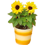 Beautiful Bonsai Sunflower Tree Seeds -10 Pcs image