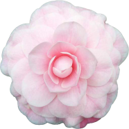 Beautiful Camellia Flower Bonsai Seeds - 20 Pcs image