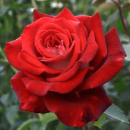 Beautiful Climbing Rose Flower All Season - 30 Pcs Seeds image