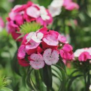 Beautiful Dainthus Flower 31 Pcs Plus Seeds image