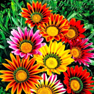 Beautiful Gazania (African Daisies) Flower - 5 Pcs Seeds image