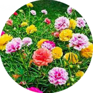 Beautiful Global Portulaca Flower 50 Pcs Seeds image