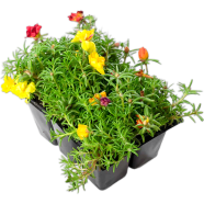 Beautiful Mix Color Global Portulaca Flower - 30 Pcs Seeds image