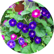 Beautiful Morning Glory Flower - 20 Pcs Seeds image