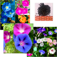 Beautiful Morning Glory Seeds Japanese Rosita - 25 Pcs image