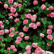 Beautiful Organic Rare Climbing Creeper Flower Seeds - 20 Pcs image