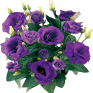 Beautiful Perennial Flower All Season - 20 Pcs Seeds image