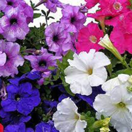 Beautiful Petunia Flower All Season - 15 Pcs Seeds image