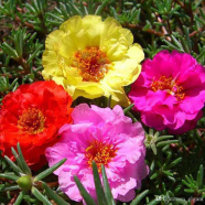Beautiful Portulaca Flower 30 Pcs Seeds image