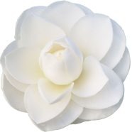 Beautiful White Camellia Flower Bonsai Seeds - 20 Pcs image
