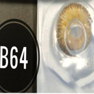 Bella HAZEL Color contact lens image