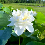 Big Snow White Lotus Flower Nelumbo Pond Plants Bonsai- 5Pcs Seeds image