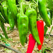 Big White Banana Green Chilli Seeds All Season - 30 Pcs Plusgift image