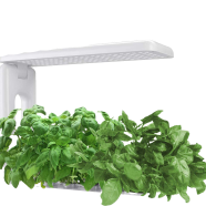 Bigin Herb Hydroponic Seeds 10 Pcs image