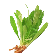 Bilati Coriander Seeds - 50 Pcs image