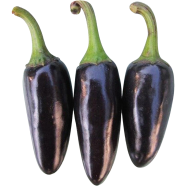 Black Chilly Seeds Bangladeshi - 90 Pcs image