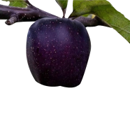 Black Diamond Apple 10 Pcs Seeds image