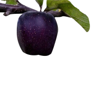 Black Diamond Apple Bonsai Fruit Seeds 10 Pcs image