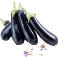Black Eggplant -10 Pcs Seeds image