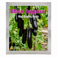 Black Eggplant Seeds (Intack Pack) 0.25 gm image