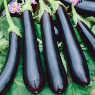 Black Eggplant Seeds - 30 Pcs image