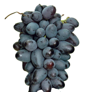 Black Finger Grape Seeds Rare 20 Pcs image