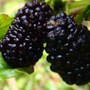 Black Mulberry Bonsais Morus Nigra Tree - 20 Pcs Seeds image