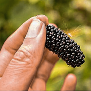 Black Mulberry Seeds - Rare 30 Pcs image
