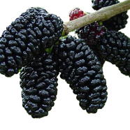 Blackberry Fruit Tree Mulberry Bonsai Healthy Nutrition-10 Pcs Seeds image