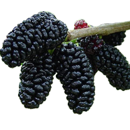 Blackberry Fruit Tree Mulberry Bonsai Healthy Nutrition-30 Pcs Seeds image