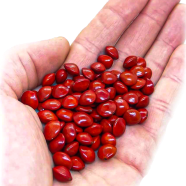Blood Sandalwood Tree - 2 Pcs Seeds image