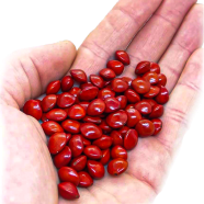 Blood Sandalwood Tree Seeds - 5 Pcs image