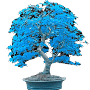 Blue Eucalyptus Bonsai Mini Tree Seeds 10 Pcs image