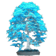 Blue Maple Bonsai Seeds (Rare Chinese Variety) - 10 Pcs image