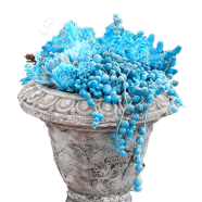 Blue Pearl Chlorophytum Potted Flower Seeds - 20 Pcs image