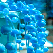 Blue Pearl Chlorophytum Seeds 20 Pcs image