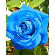 Blue Rose Seed image