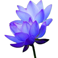 Bonsai Blue Color Lotus Flower Bowl Pots Garden Plants - 5 Pcs Seeds image