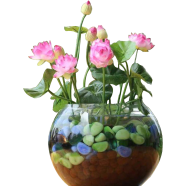 Bonsai Flower Lotus For Summer 5Pcs Bag image