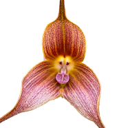 Bonsai Orchids Rare Mixed - 10 Pcs Seeds image