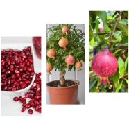 Bonsai Pomegranate Sweet Fruit Seeds 20 Pcs image