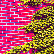 Boston Ivy Climbing Vine Seeds 50 Pcs image