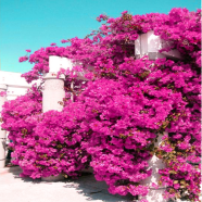 Bougainvillea Mini -10 Pcs Seeds image