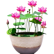 Bowl Lotus Aquatic Bonsai Seeds 5 Pcs image