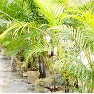 Brikkho Haat Areca Palm (Greater Than 4 Inch) image