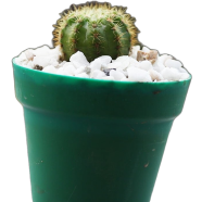 Brikkho Haat Ball Cactus T1 (Type 1) image