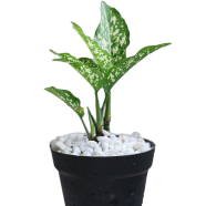 Brikkho Hat Aglaonema Snow White With 7 Inch Plastic Pot Small image