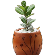 Brikkho Hat China Bot With 12 Inch Plastic Pot Medium image